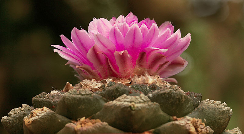 Ariocarpus fissuratus